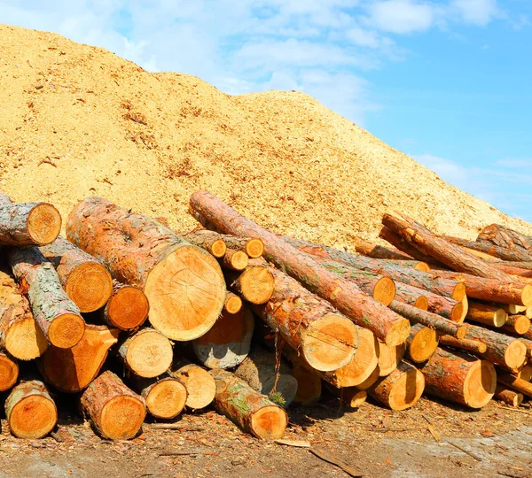 Stapel Von Baumstämmen Und Sägemehl Holz Als Erneuerbare Energiequelle — Stockfoto