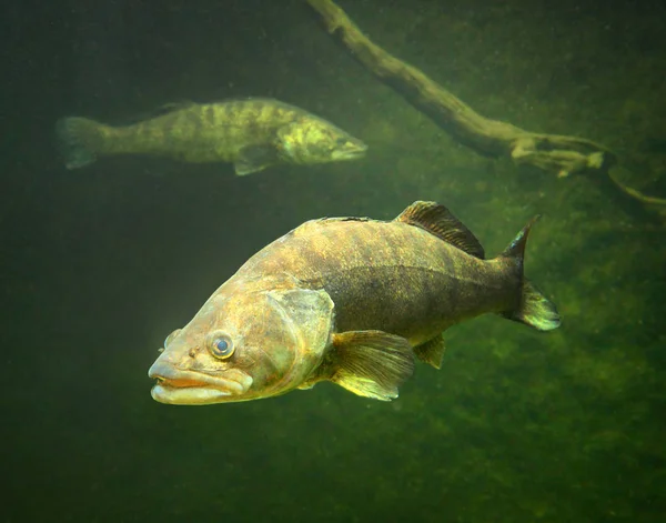 The Zander or Pike-perch underwater. — Stock Photo, Image