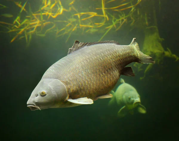 The Common Carp underwater. — Stock Photo, Image