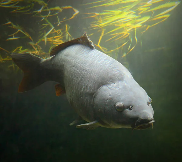 Der gemeine Karpfen unter Wasser. — Stockfoto