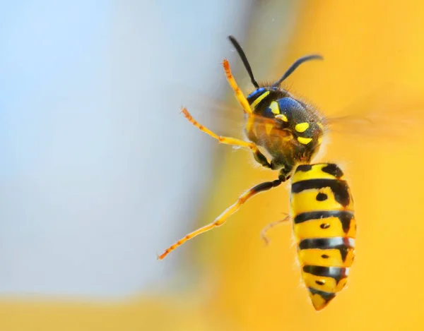 A Wasp - Esthajnal Germanica — Stock Fotó