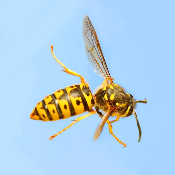 Wasp - Vespula Germanica — стокове фото