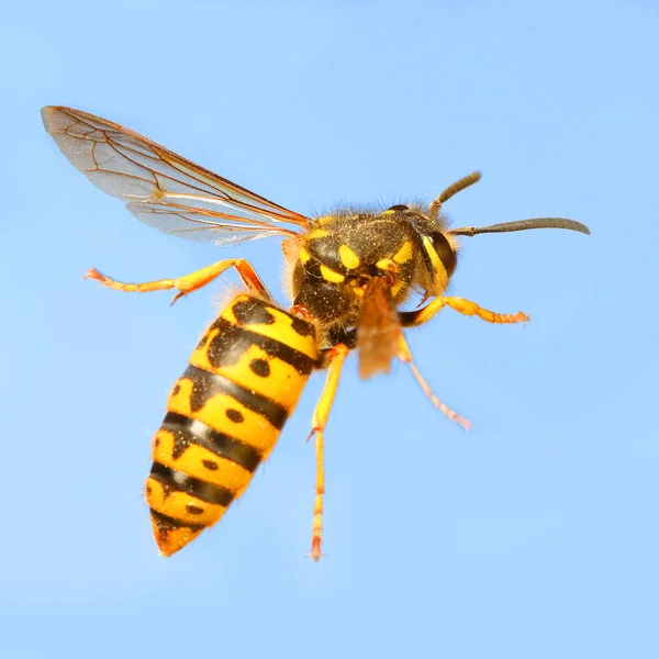 A Vespa - Vespula Germanica — Fotografia de Stock