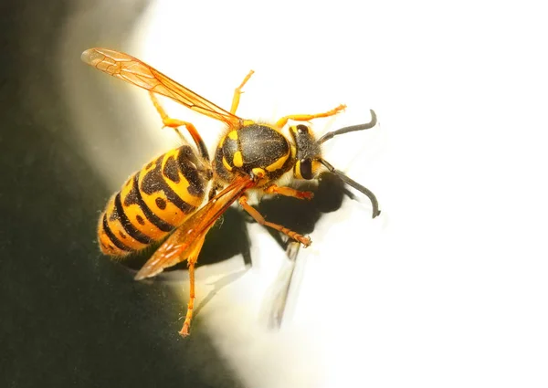 Die Wespe - vespula germanica — Stockfoto