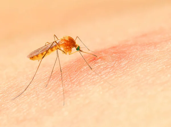 Sucking mosquito on skin. — Stock Photo, Image