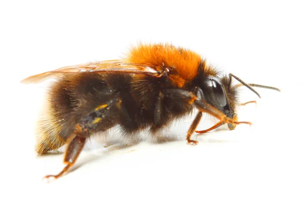 The Bumblebee or Bumble Bee — Stock Photo, Image