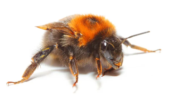 Η μέλισσα ή αγριομελισσών μέλισσα — Φωτογραφία Αρχείου
