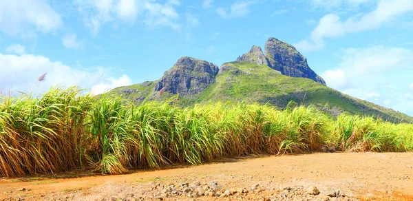 Paisaje Escénico Con Campo Caña Azúcar Las Montañas Isla Mauricio —  Fotos de Stock