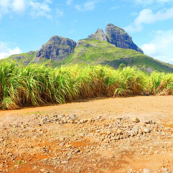 Paisaje Escénico Con Campo Caña Azúcar Las Montañas Isla Mauricio —  Fotos de Stock