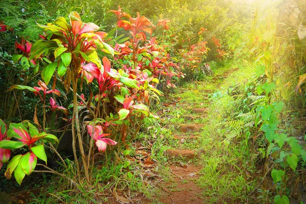 Caminho Pedestre Pela Floresta Tropical Início Manhã Primeiros Raios Sol — Fotografia de Stock