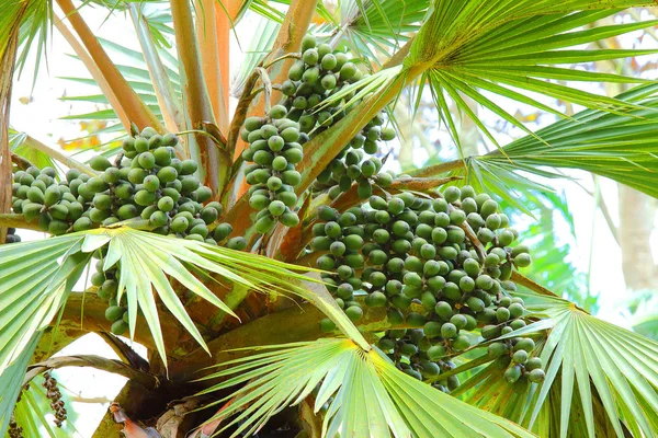 La palmera de Talipot — Foto de Stock