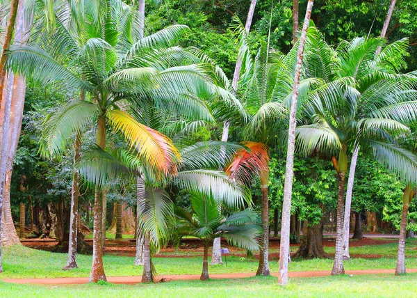 Olio di palma Piantagione — Foto Stock