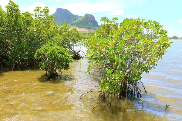 Atemberaubender Blick Auf Die Grand Port Bay Mit Mangroven Ist — Stockfoto