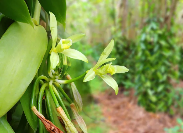 Close Green Plant Water Drops Greenhouse — 图库照片