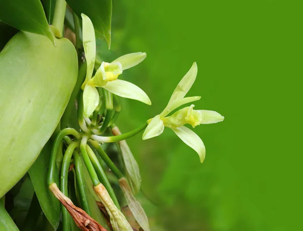 Detailní Záběr Zelených Rostlin Čůrky Skleníku — Stock fotografie