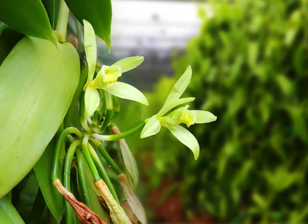 La flor de vainilla en la plantación . — Foto de Stock