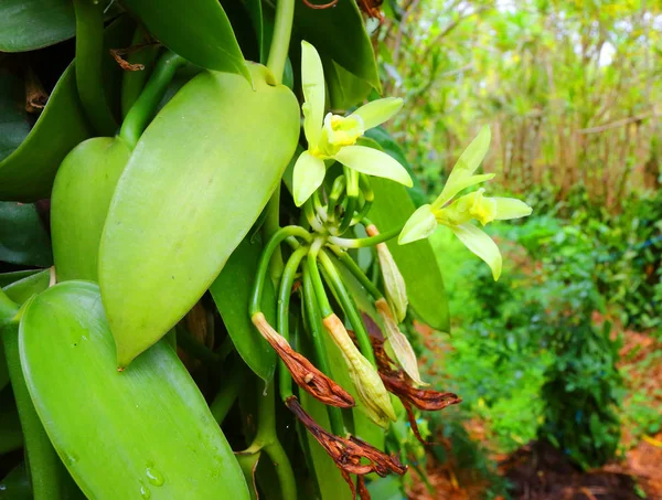 Den vanilj blomman på plantation. — Stockfoto