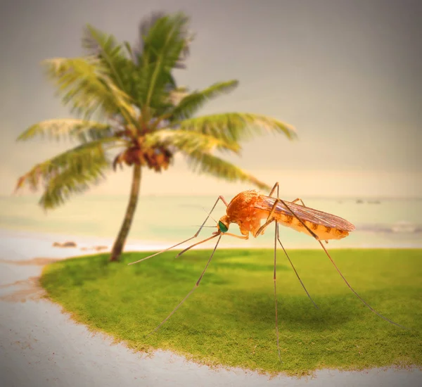 Mosquito on tropical beach. — Stock Photo, Image