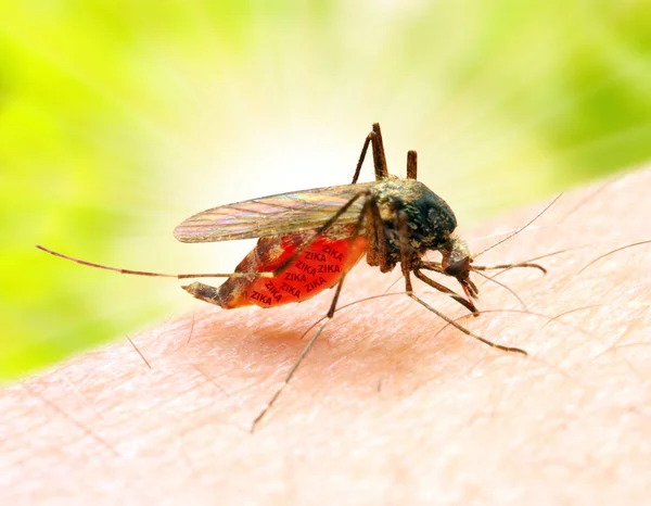 Sucking mosquito on skin. — Stock Photo, Image