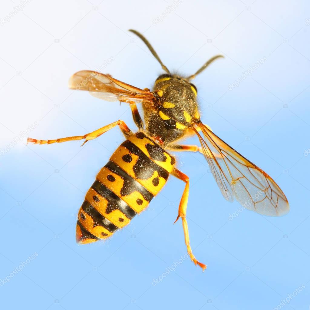 The Wasp - Vespula Germanica