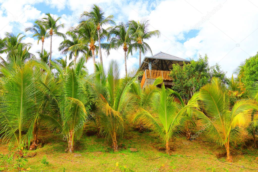 Jungle with coconut palm trees near Saint Paul on Reunion Island