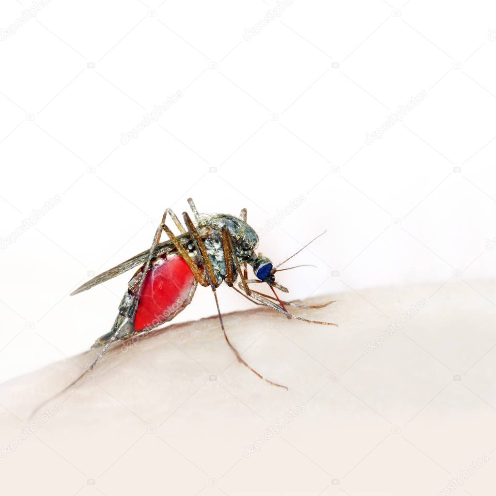 Sucking mosquito on skin.