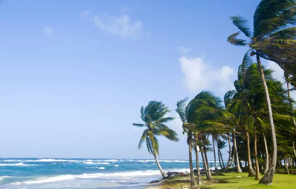 Sally persikor Beach Big Corn Island Nicaragua Centralamerika på — Stockfoto