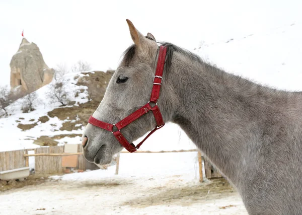 Hlavou střílel koně Gray — Stock fotografie