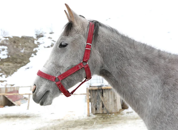 灰色の馬のヘッド ショット — ストック写真