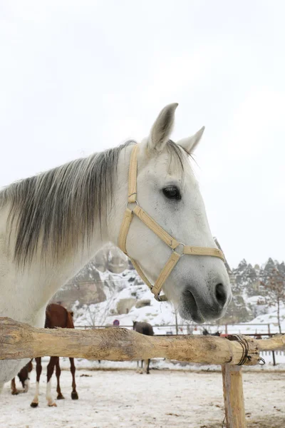 Hlavou střílel na bílém koni — Stock fotografie