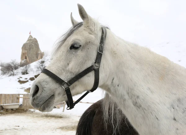 Hoofd geschoten van een wit paard — Stockfoto