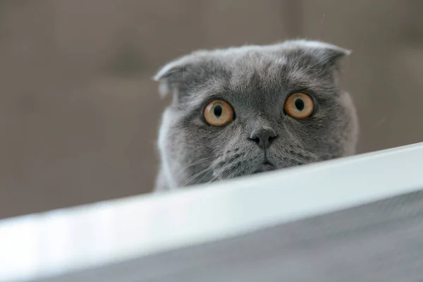 Смішний Шотландський Складний Кіт Жовтими Очима Дивлячись Вгору — стокове фото
