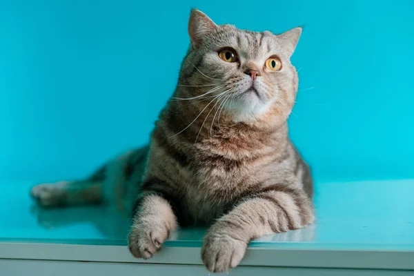 Scotish Cat Yellow Eyes Looking Lying Blue Background — стоковое фото