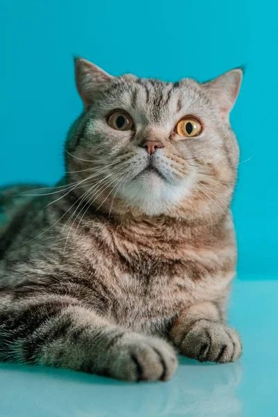 Gato escocés sobre un fondo azul —  Fotos de Stock