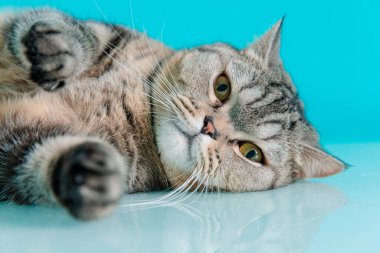 Komik, tombul, sert, sert kedi.