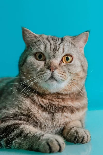 Gato escocés sobre un fondo azul —  Fotos de Stock