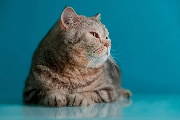 푸른 배경에 있는 유색인 고양이 — 스톡 사진