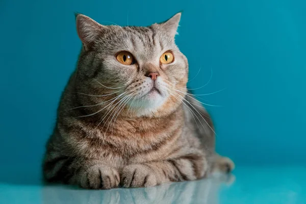 Скотишная кошка на голубом фоне — стоковое фото
