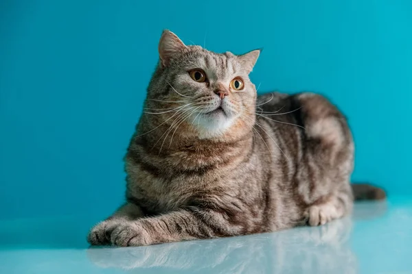 Gato escocés sobre un fondo azul —  Fotos de Stock