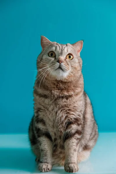 Gato escocés sobre un fondo azul —  Fotos de Stock