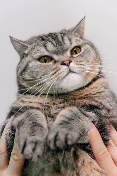 Funny plump scotish stright cat — Stock Photo, Image