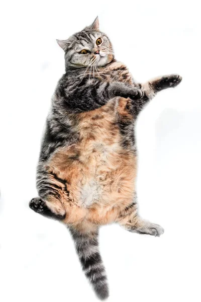 Funny plump scotish stright cat — Stock Photo, Image