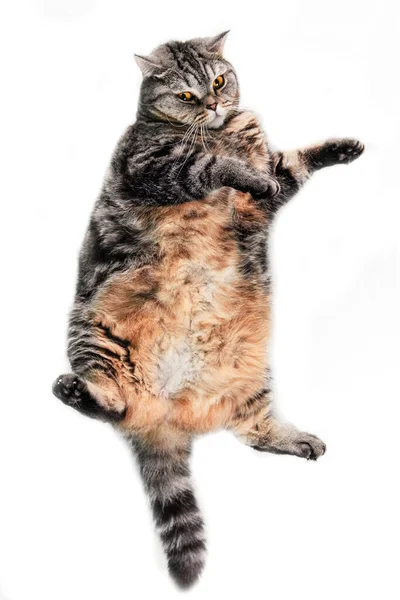 Funny plump scotish stright cat — Stock Photo, Image