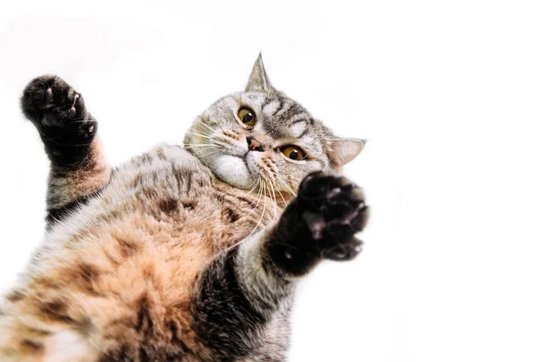 Смішний пухнастий шотландський суворий кіт — стокове фото
