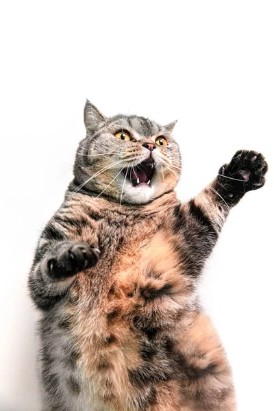 Смешной пухлый шотландский кот — стоковое фото