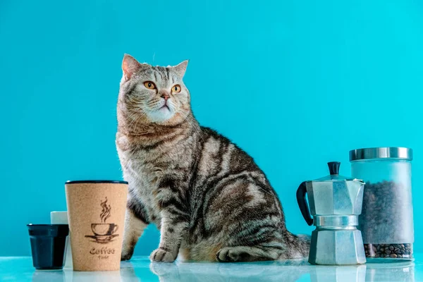 coffee time with scottish cat
