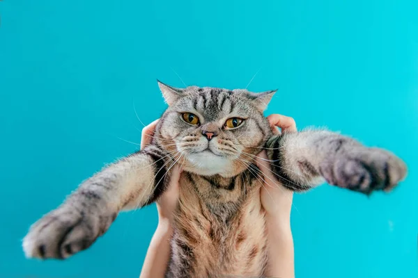 Смішний пухнастий шотландський суворий кіт — стокове фото