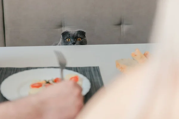 Смішний Шотландський Складний Кіт Шукає Їжу — стокове фото