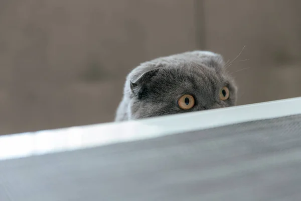 Divertido Escocés Plegable Gato Mirando Hacia Arriba — Foto de Stock
