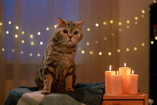 Scottish Cat Home Evening String Lights Background — Stock Photo, Image